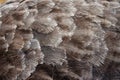 Ostrich Feathers