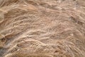 Ostrich feathers Royalty Free Stock Photo