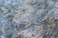 Ostrich feathers closeup Royalty Free Stock Photo