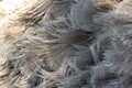 Ostrich feathers details close up Royalty Free Stock Photo