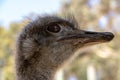 Ostrich feathers and eye close up Royalty Free Stock Photo