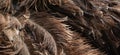 The Ostrich feathers is one or two species of large flightless birds native to Africa Royalty Free Stock Photo