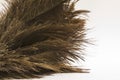 Ostrich feathers (Struthio) close-up over white Royalty Free Stock Photo