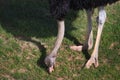 Ostrich feeding on the grass Royalty Free Stock Photo