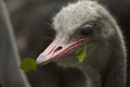 Ostrich feeding