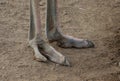 Ostrich feet claws