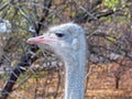 Ostrich female head