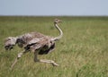 Ostrich Female Running Royalty Free Stock Photo