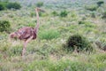 A ostrich female is standing in the grass