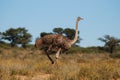 Ostrich female (Struthio camelus) Royalty Free Stock Photo