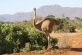 Ostrich female (Struthio camelus) Royalty Free Stock Photo