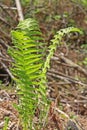 Ostrich fern or black saran (Matteuccia struthiopteris).