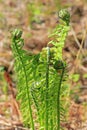 Ostrich fern or black saran (Matteuccia struthiopteris).