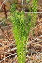 Ostrich fern or black saran (Matteuccia struthiopteris).