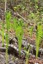 Ostrich fern or black saran (Matteuccia struthiopteris).