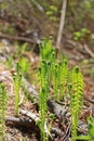 Ostrich fern or black saran (Matteuccia struthiopteris). Young s