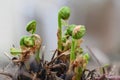 A group of Ostrich Fern fiddleheads emerge in early spring