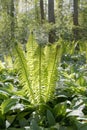 Ostrich fern in the forest