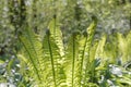 Ostrich fern in the forest