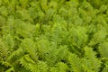 Ostrich fern Matteuccia struthiopteris background