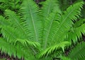 Ostrich fern Matteuccia struthiopteris