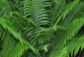 Ostrich fern Matteuccia struthiopteris