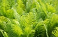 Ostrich Fern 'Matteuccia struthiopteris'