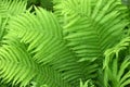 Ostrich fern ( Matteuccia struthiopteris ) leaves. Onocleaceae perennial fern.