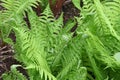 Ostrich fern ( Matteuccia struthiopteris ) leaves. Onocleaceae perennial fern.