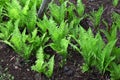 Ostrich fern ( Matteuccia struthiopteris ) leaves. Onocleaceae perennial fern.