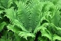 Ostrich fern ( Matteuccia struthiopteris ) leaves. Onocleaceae perennial fern.