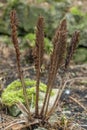 Ostrich fern Matteuccia struthiopteris, spore-bearing fertile fronds early spring