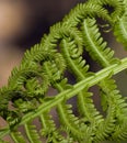 Ostrich Fern (Matteuccia struthiopteris) Square