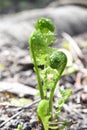 Closeup of Ostrich Fern sprouts emerge in early spring Royalty Free Stock Photo