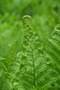 Closeup of a vertical Ostrich Fern frond with a curved end Royalty Free Stock Photo