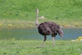 Ostrich in the field walking around Royalty Free Stock Photo