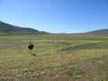 Ostrich in field of wild flowers Royalty Free Stock Photo