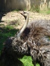 Ostrich Flaunting its Feathers Royalty Free Stock Photo