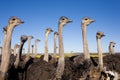 Ostrich Flock close up