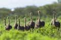 Ostrich Flock Wilderness