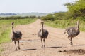 Ostrich Flock Wilderness