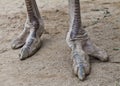 Ostrich foot Royalty Free Stock Photo