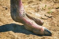 Ostrich Foot Royalty Free Stock Photo