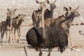 Ostrich in front of a group of kudu.