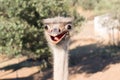 Ostrich funny portrait. Royalty Free Stock Photo