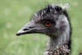 Ostrich gaze on blurred green background Royalty Free Stock Photo