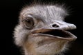 An ostrich gazes into the camera