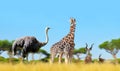 Ostrich with giraffes and antelopes on the savanna.