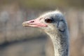 Ostrich grazes on a ranch, closeup portrait of an ostrich