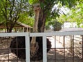 An ostrich is greetings inside the gate Royalty Free Stock Photo